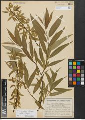 Foto von Salix alba L. x Salix fragilis L.